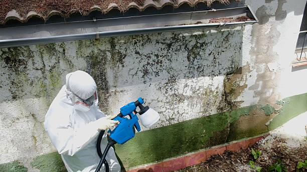 Mold Removal service in Thorndale